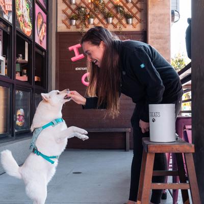 A person feeding a dog.