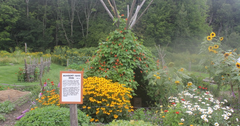 A lush garden with a vine-covered teepee stands among bright flowers