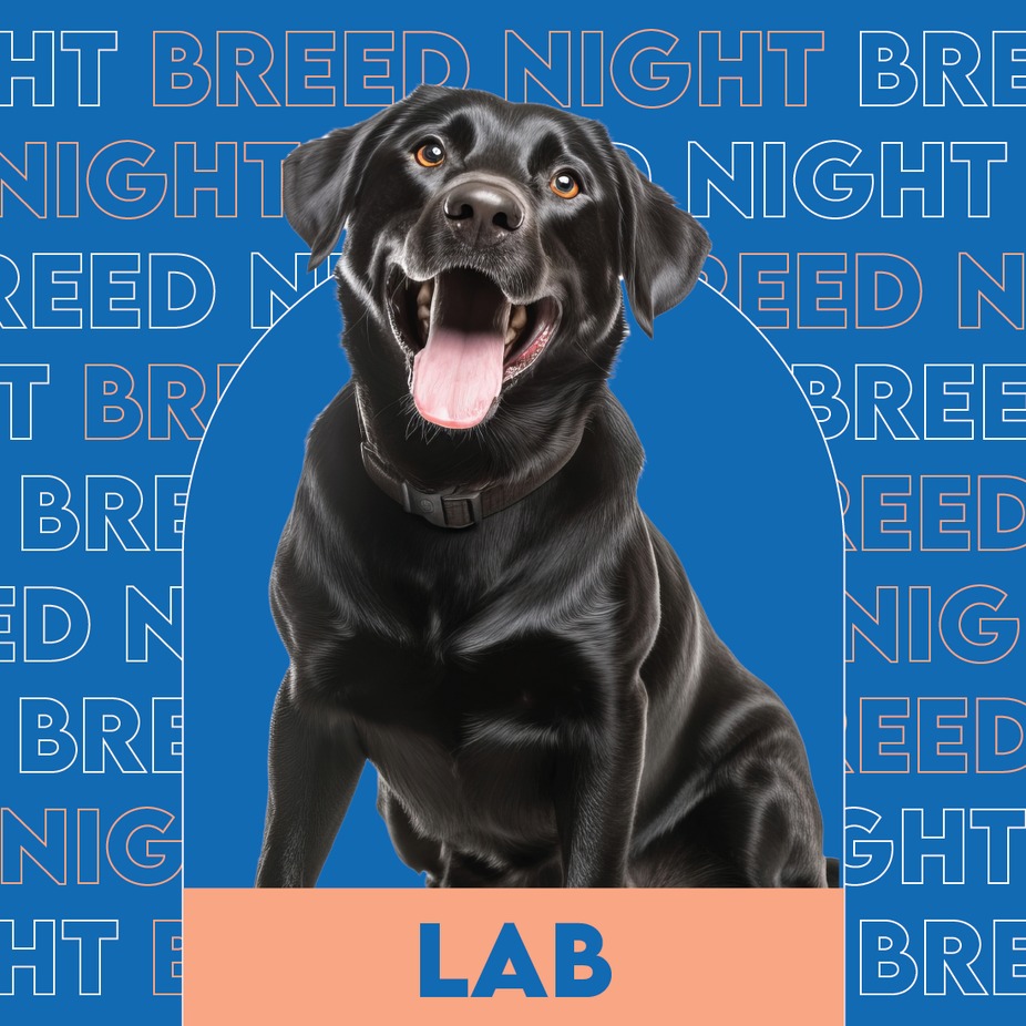 Lab breed night event photo