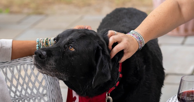 Outdoor patio seating area, a dog standing by a chair while being petted