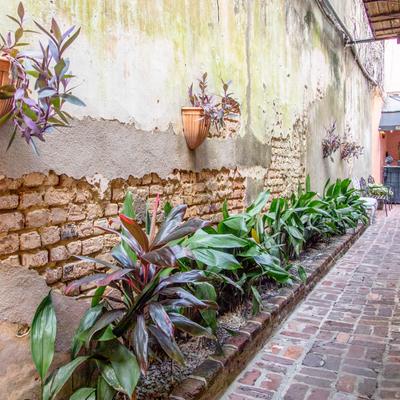 Exterior, a narrow alley featuring lush plants by a weathered building wall