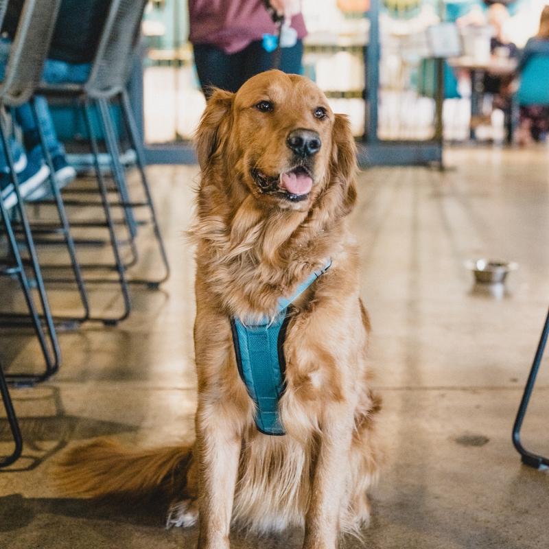 Dog friendly gallery photo number 1