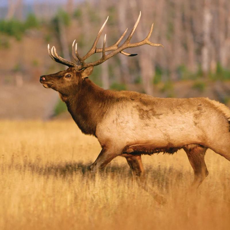 Exotic Elk Espetada 8oz photo