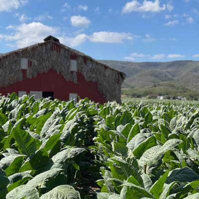 Tobacco field with a tobacco barn in the background.