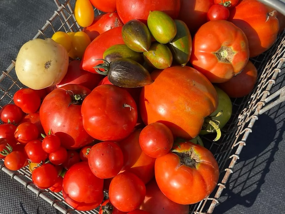 Gathered at Alora-Heirloom Tomato Inspired Dinner event photo