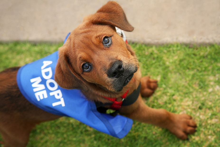 ARNO Dog Adoption Yappy Hour event photo