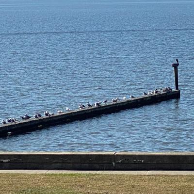 Fresh Seafood Aficionados.