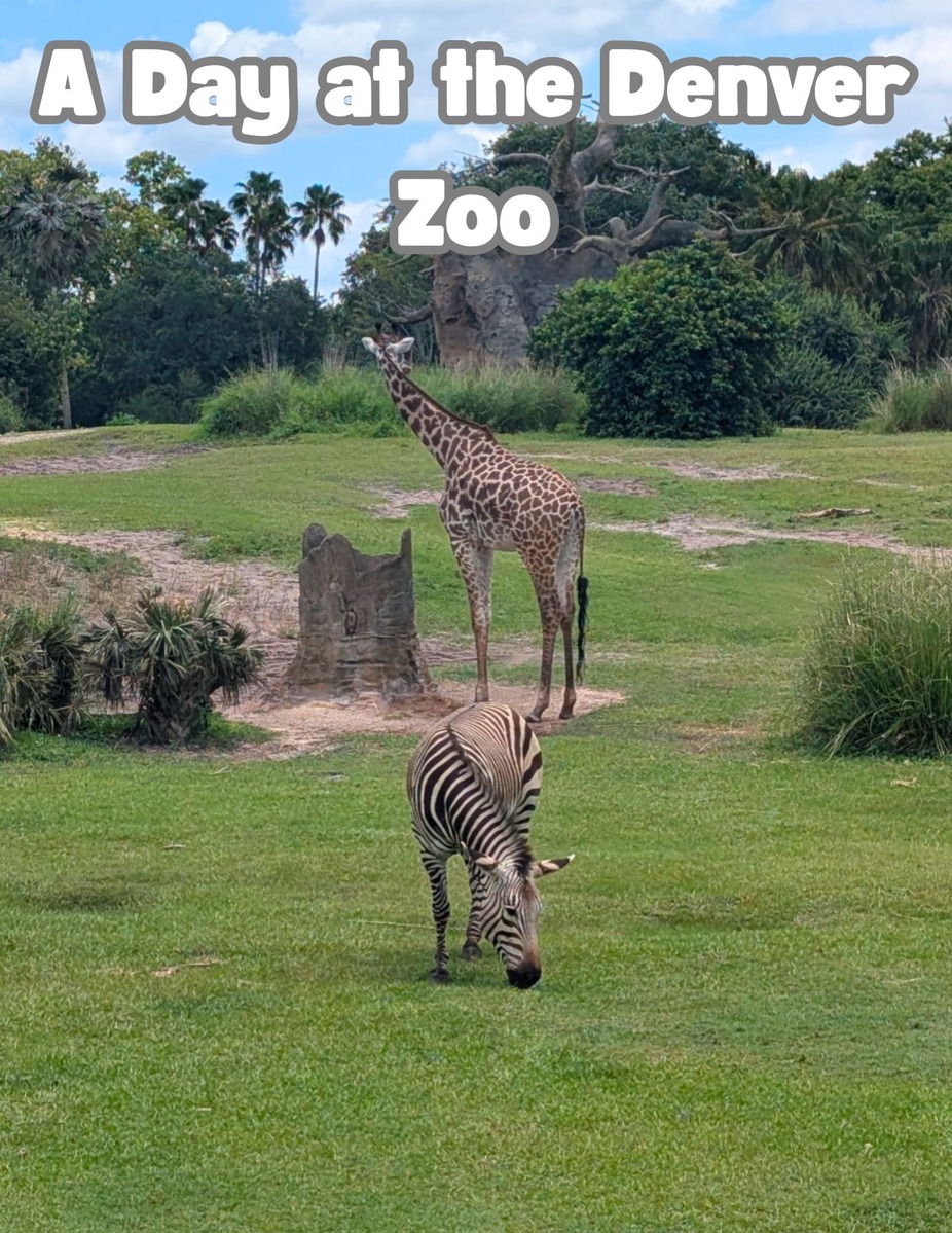 Adult Field Trip to the Denver Zoo event photo