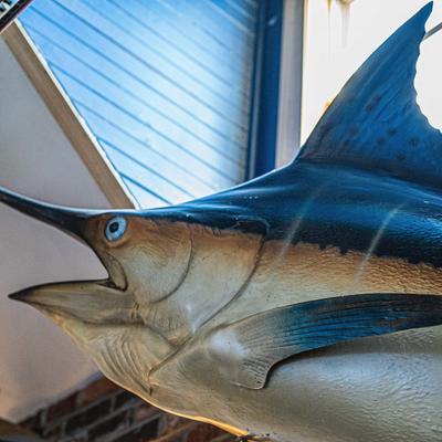 gallery photo number 22