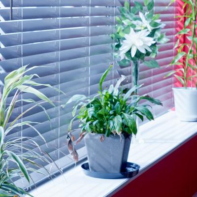 Poted plants placed next to a window.