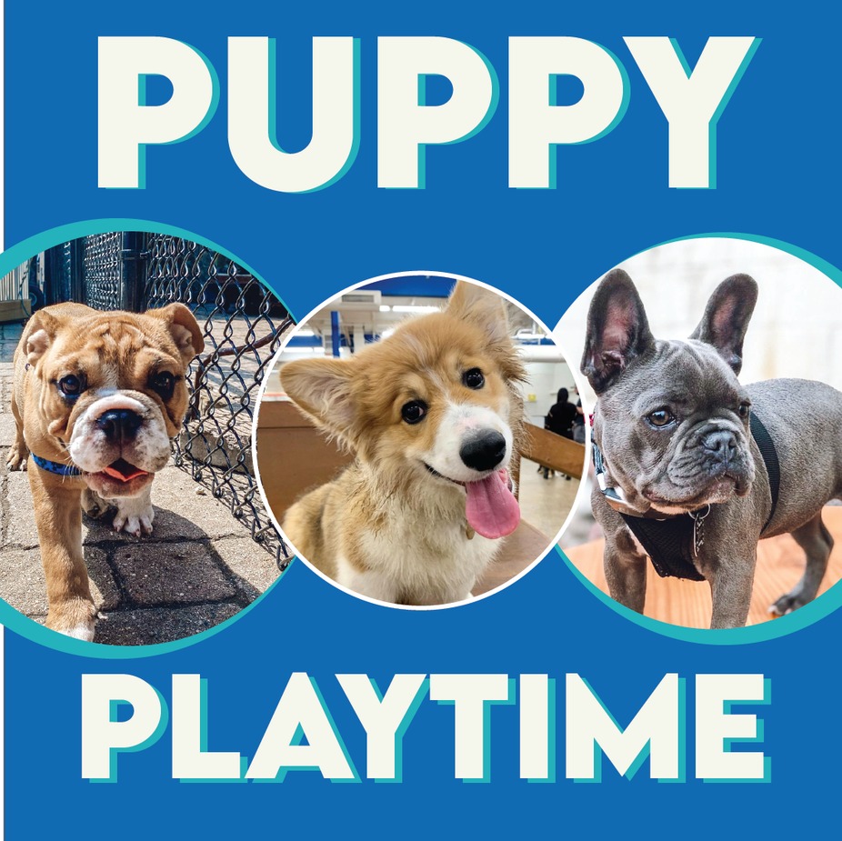 Puppy Playtime event photo