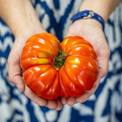 Hands holding a big tomato.