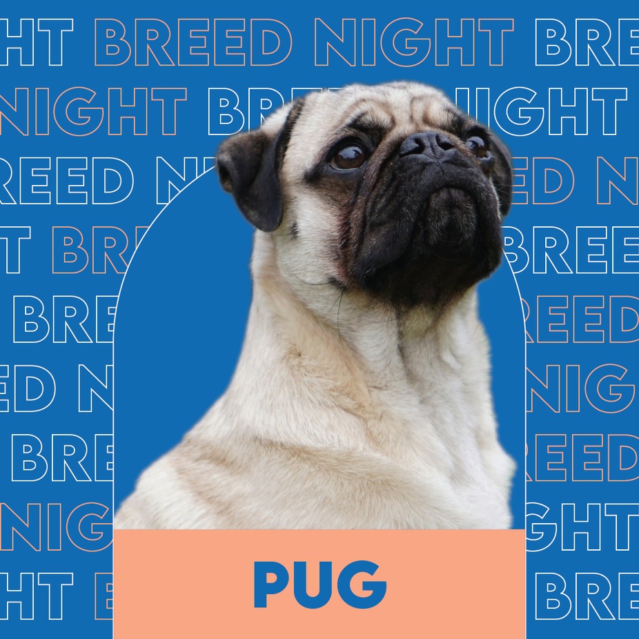 Breed Night: Pugs event photo