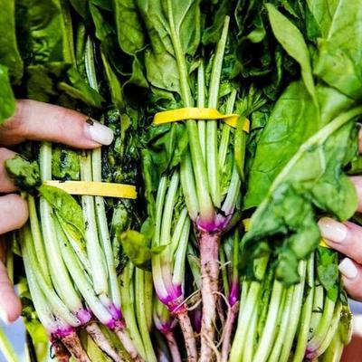 Hands hold bundles of fresh green spinach.