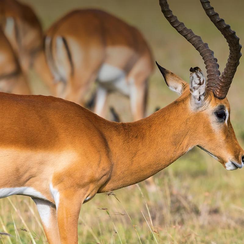 Exotic Antelope Espetada 8oz photo