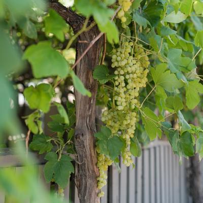 gallery photo number 43