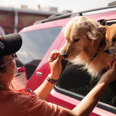 dogs receiving treats.