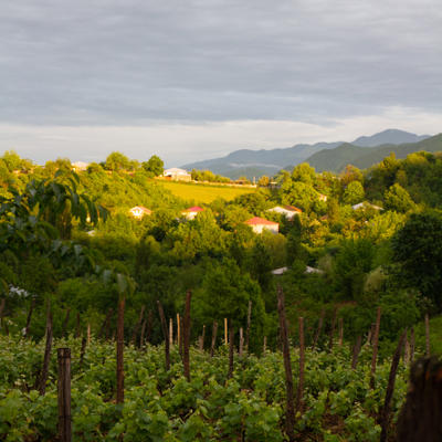 Archils vineyard -  great light