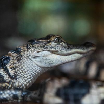 An alligator hatchling.
