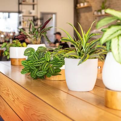 Interior, details, potted plants
