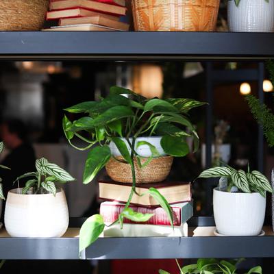 Books and potted plants on shelves.