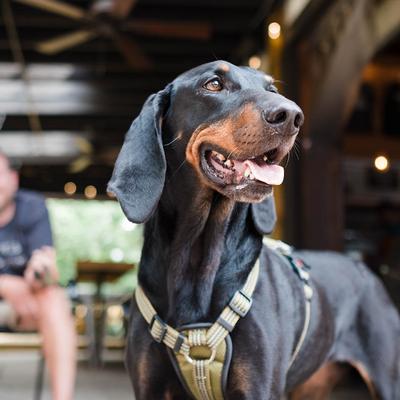 Doberman with uncropped ears wearing a harness indors.