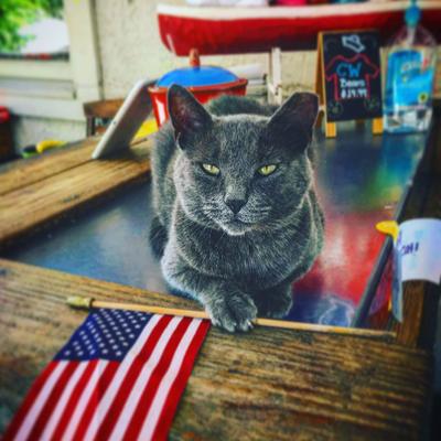 Tom the cat at Captain Woody's.