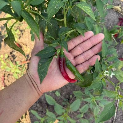 gallery photo number 4