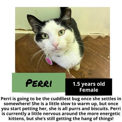 gallery photo number 11