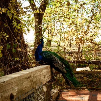 gallery photo number 17