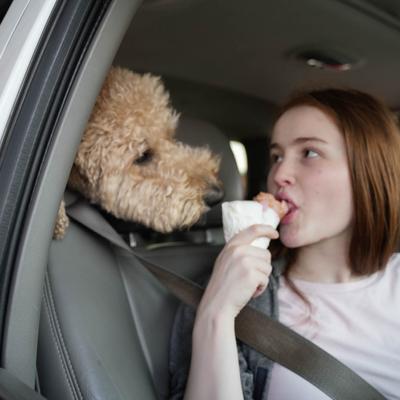 A customer and a dog.