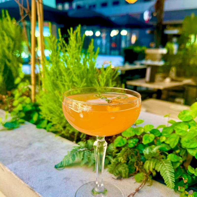 Saint Cecilia Mimosa photo