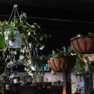 Pots of lush plants hanging from the ceiling.