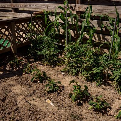 Exterior, raised garden bed.