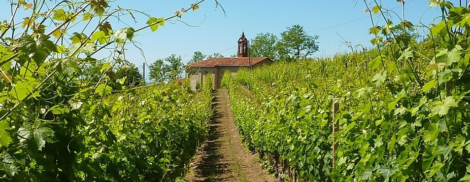 April 8 • Cellar Wine Dinner Series event photo