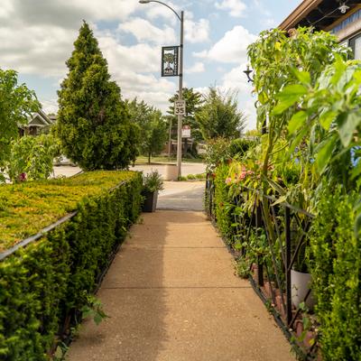Restaurant exterior, An outdoor walkway lined by formal hedges.