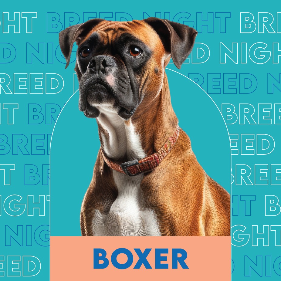 Boxer breed night event photo