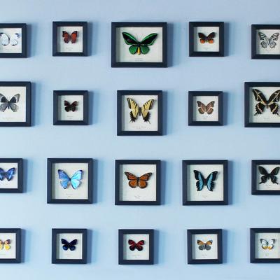 Butterfly collection.