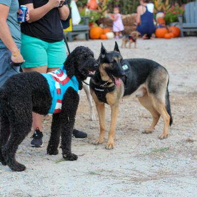 gallery photo number 13