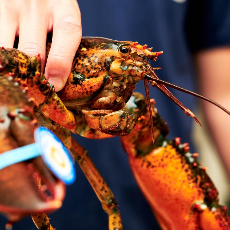 Live 2+ Lobster photo