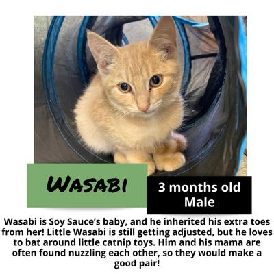 gallery photo number 11