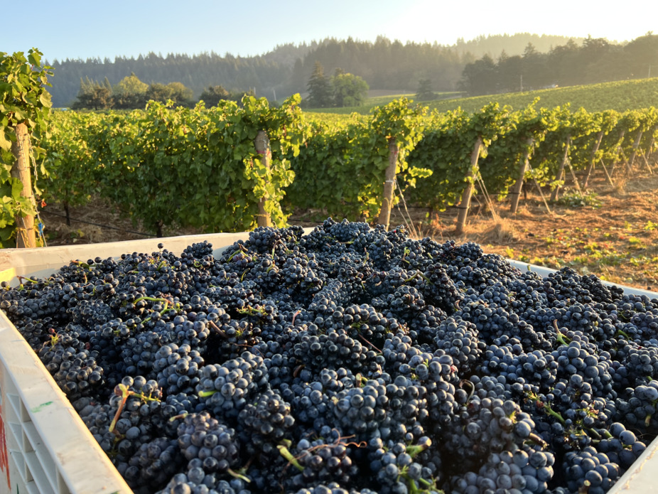 Five Spice & Adelsheim: A Coastal Pairing Experience event photo