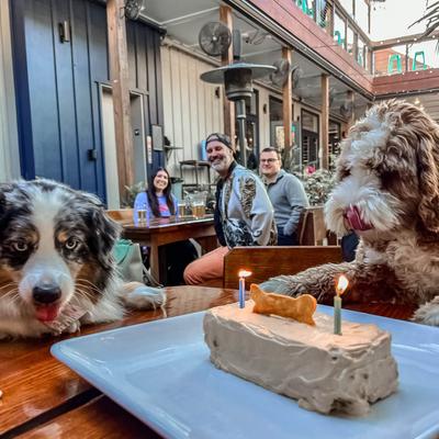 Two dogs with a birthday cake celebrate with people at an outdoor restaurant.