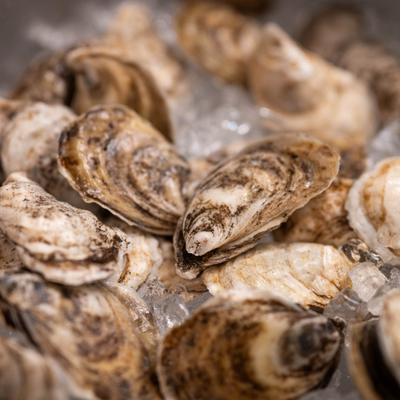 Fresh oysters displayed on a bed of ice, close-up.