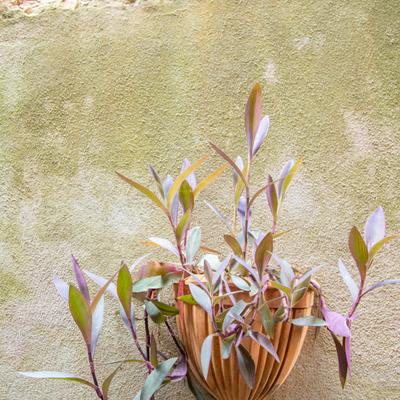 gallery photo number 36