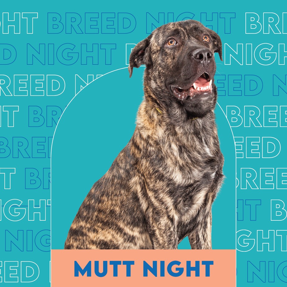 Mutt Breed Night event photo