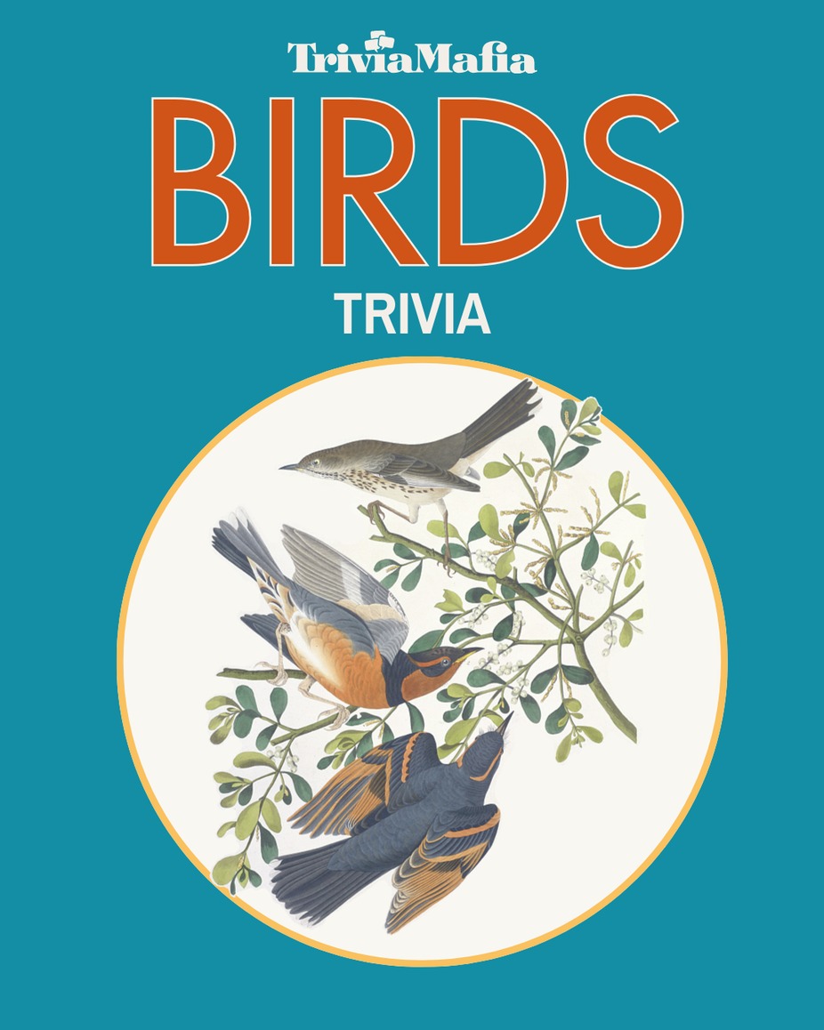Birds Trivia - Trivia Mafia event photo