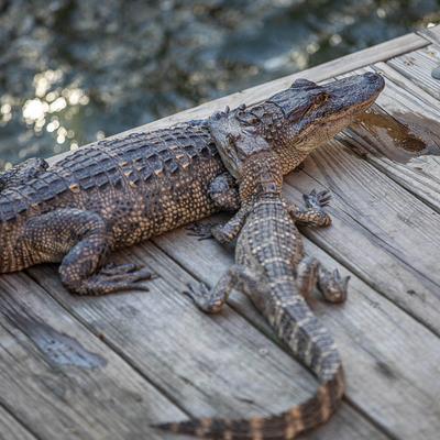 Juvenile alligators resting on a wooden dock.