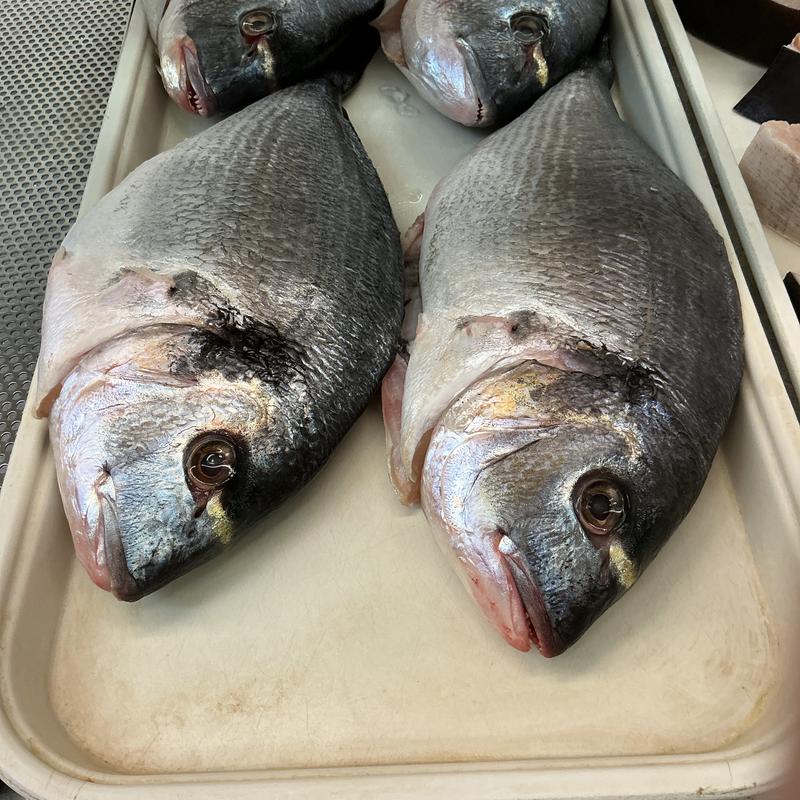 Dorado photo