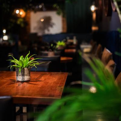 Potted plant on a table.